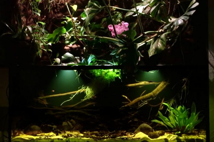 Le paludarium pour reproduire un biotope amazonien