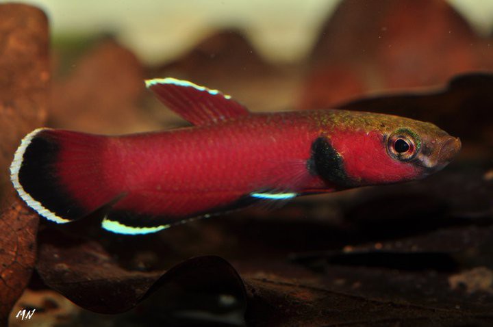 Betta channoides