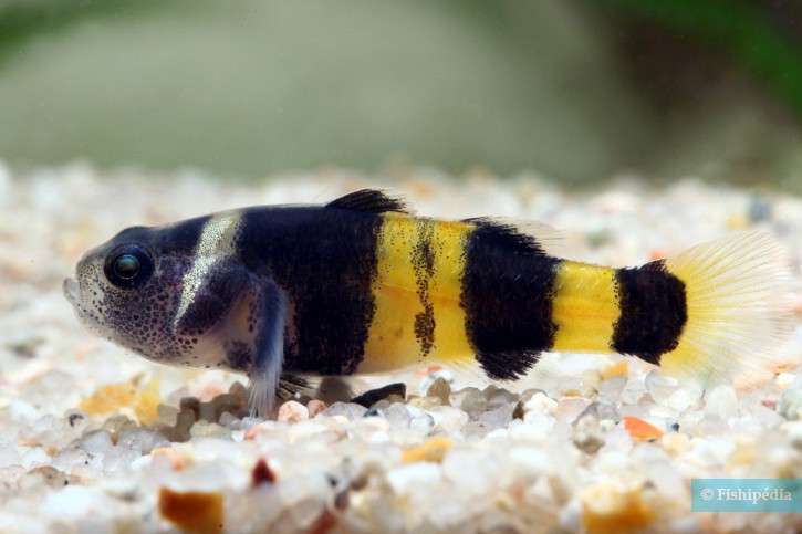 Brachygobius xanthozonus