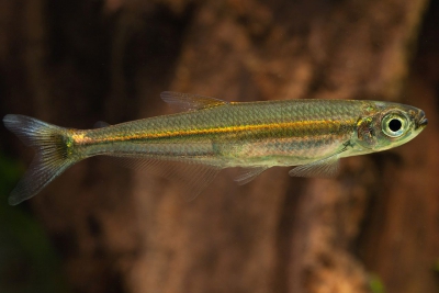 Iguanodectes spilurus Iguanodectidae