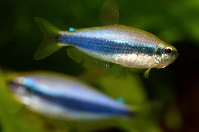 tétra royal Characidae