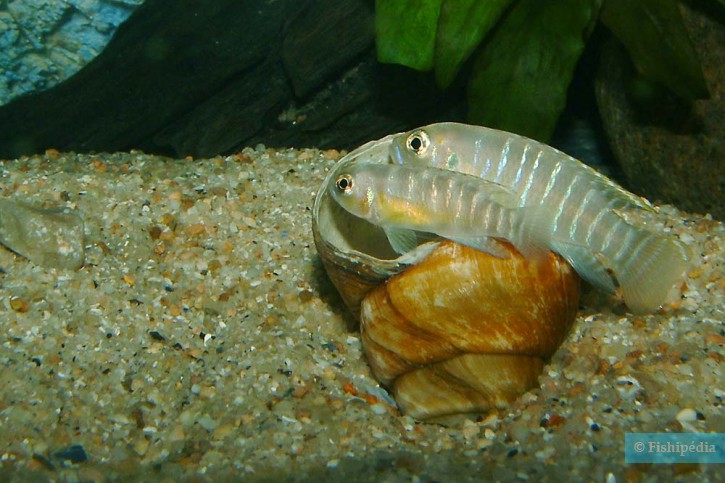 Neolamprologus brevis