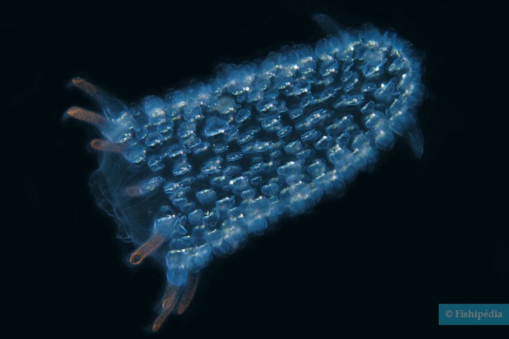 photographie - Nick Hobgood