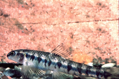 Characidium fasciatum Crenuchidae