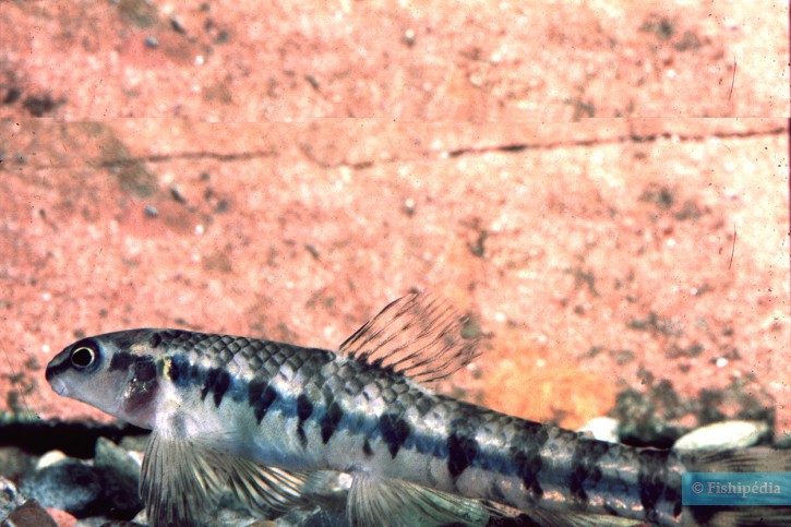 Characidium fasciatum