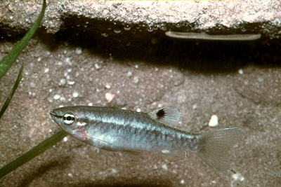 Copella vilmae Lebiasinidae