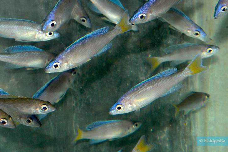 Cyprichromis leptosoma