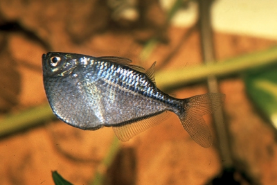 poisson hachette Gasteropelecidae