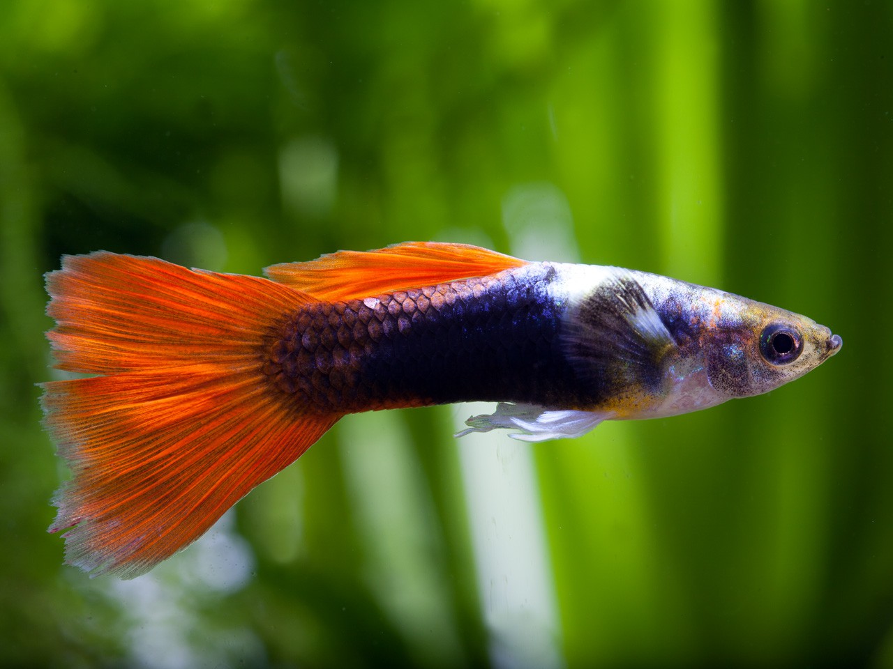 Guppy Poecilia Reticulata Fish Sheet Guppy Poecilia Reticulata Fish Sheet