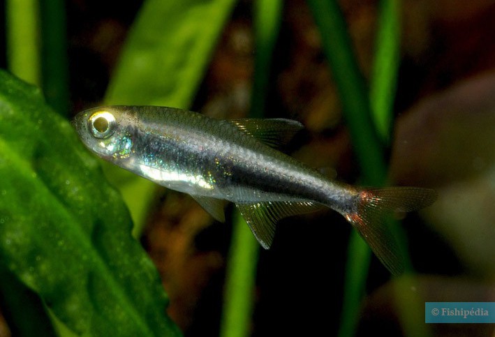 Hyphessobrycon loretoensis