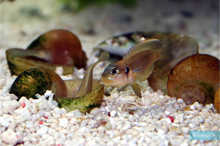 Lamprologus ocellatus