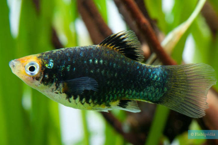 Xiphophorus maculatus - southern platyfish