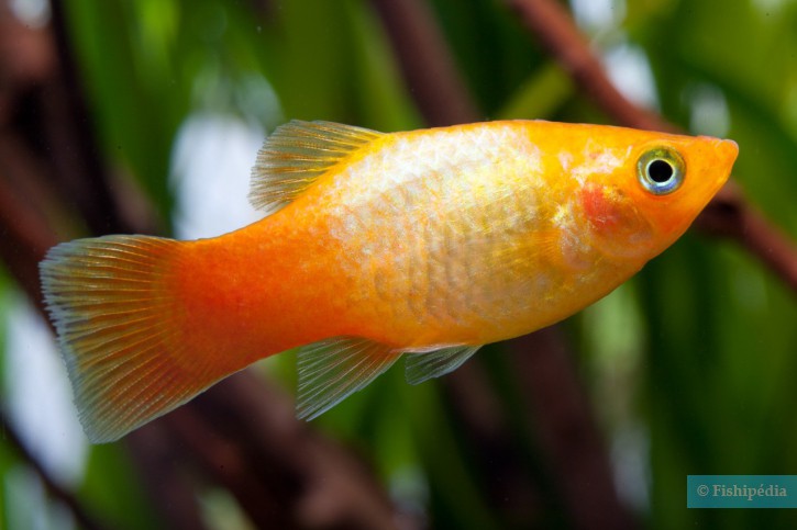 Xiphophorus maculatus - southern platyfish