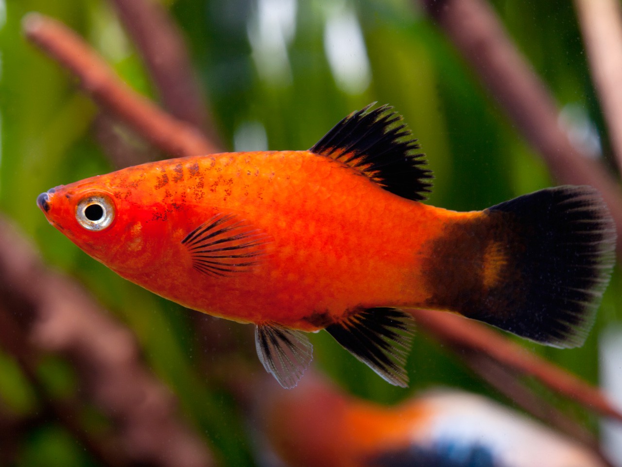 L'aquarium idéal du Platy - Xiphophorus maculatus - Materiel-aquatique