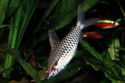 Tête en-bas Chilodontidae