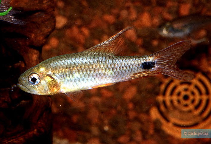 Crenuchus spilurus