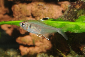 Hyphessobrycon copelandi