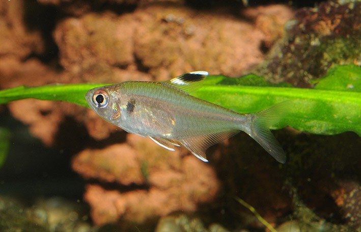 Hyphessobrycon copelandi