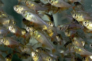 Hyphessobrycon flammeus