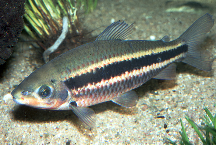 Leporinus arcus