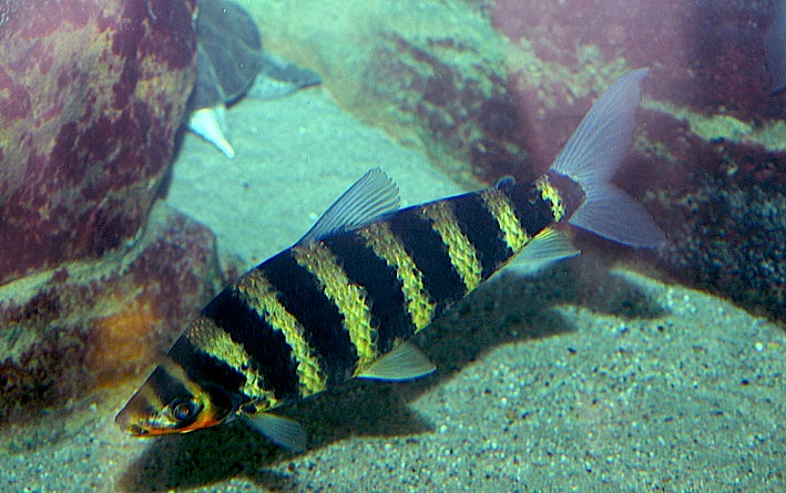 Leporinus fasciatus