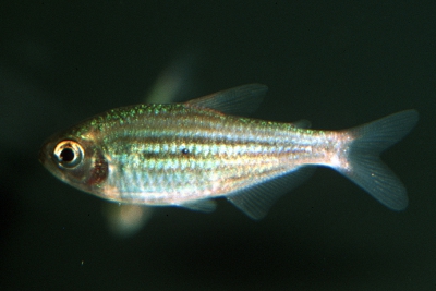 Moenkhausia agnesae Characidae