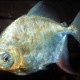 picture of Myloplus asterias