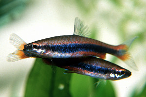 Nannostomus beckfordi