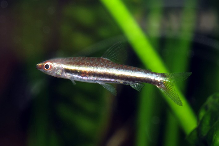 Nannostomus marilynae