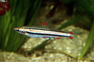 Nannostomus trifasciatus