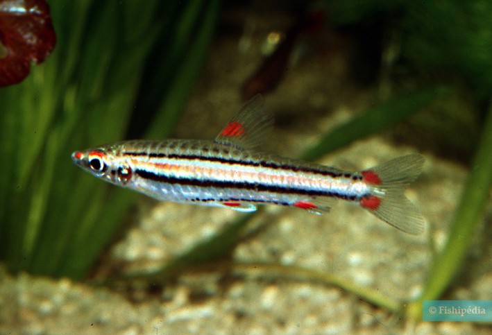 Nannostomus trifasciatus