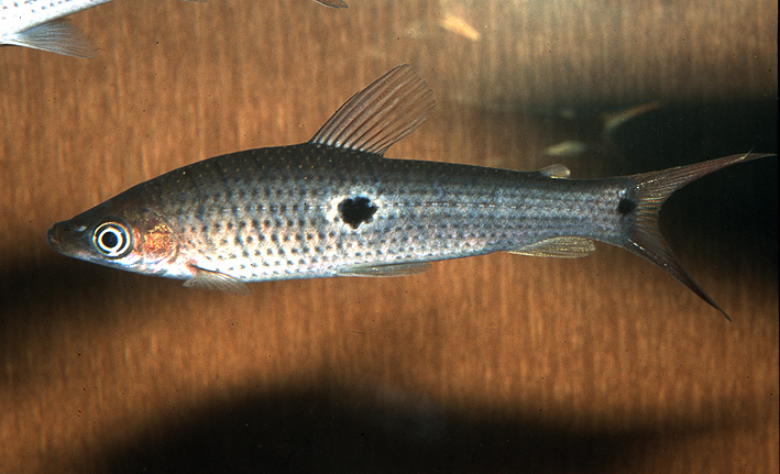 Pseudanos trimaculatus