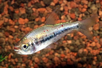 Tétra de Kyburz Characidae