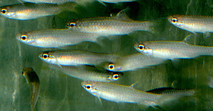 Pyrrhulina lugubris