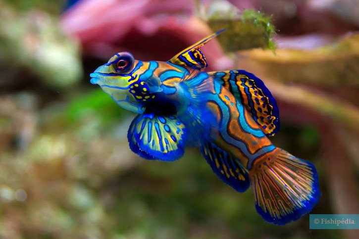 photographie - Luc Viatour