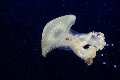 Espèce : Phyllorhiza punctata