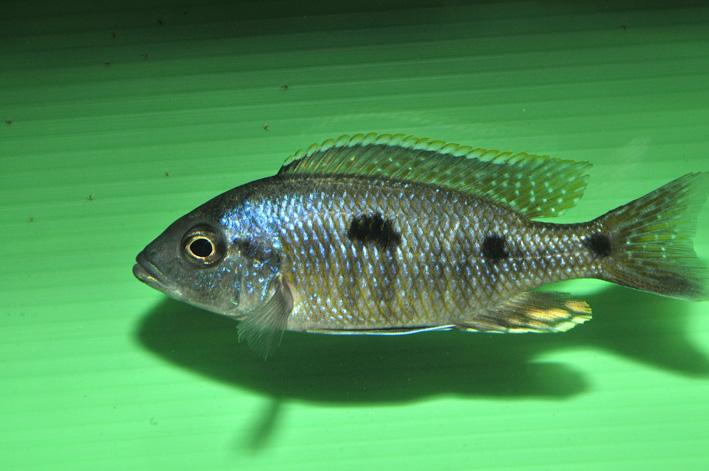 Copadichromis azureus Mbenji