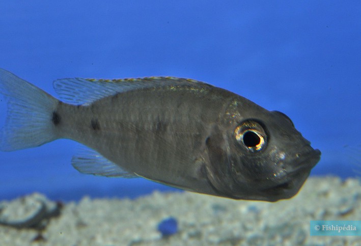 Copadichromis azureus Mbenji