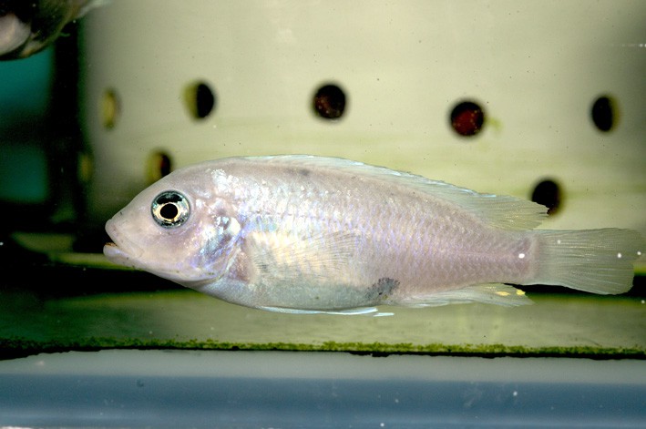 Maylandia callainos - Zébra Cobald