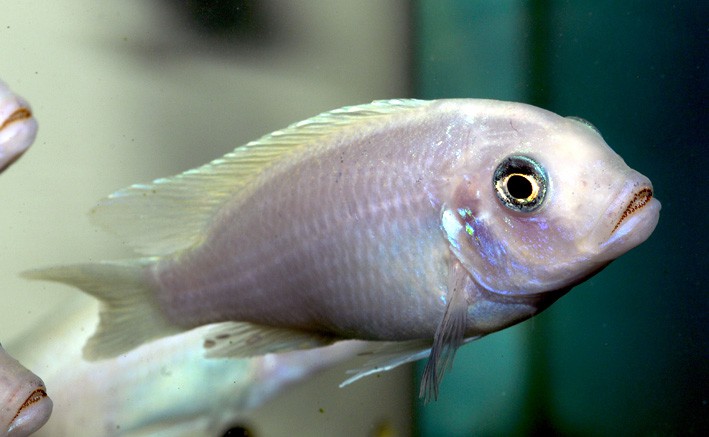 Maylandia callainos - Zébra Cobald