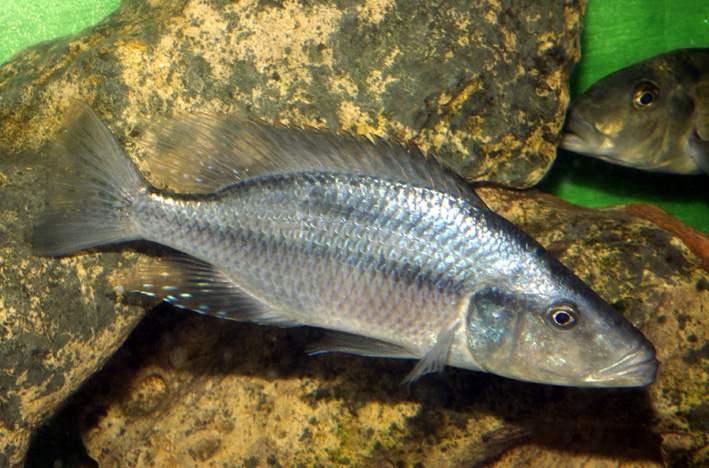 Dimidiochromis compressiceps - compressiceps