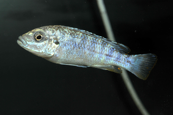 Pseudotropheus joanjohnsonae