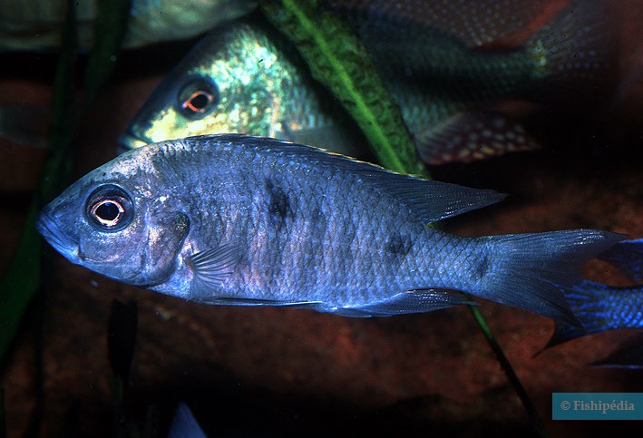 Copadichromis mloto Ivory