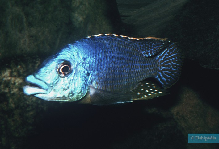 Eclectochromis ornatus