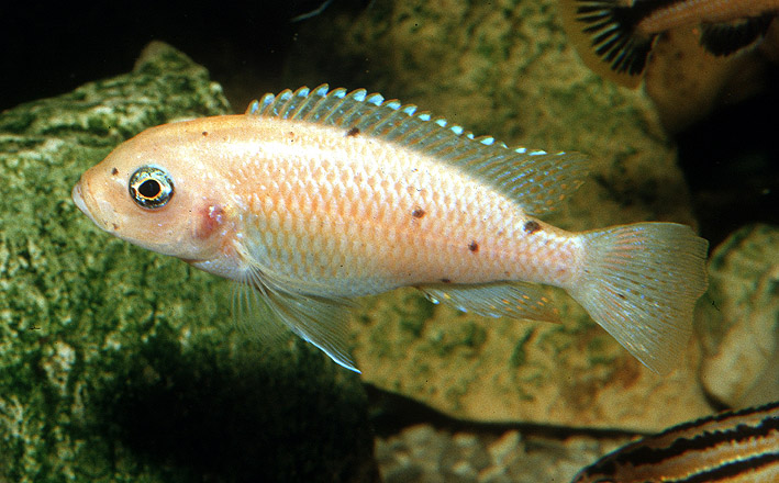 Maylandia pyrsonotos