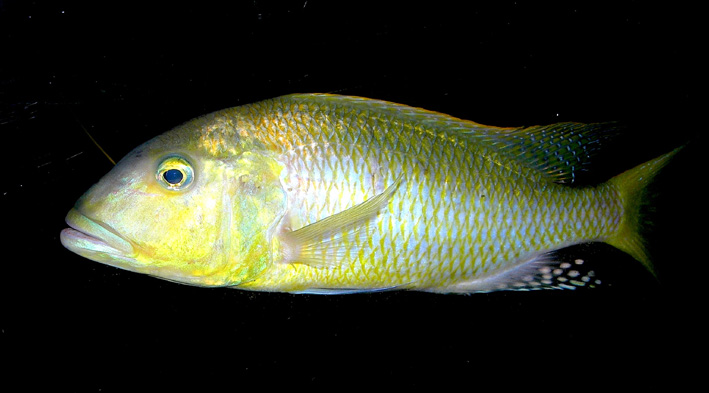 Buccochromis rhoadesii