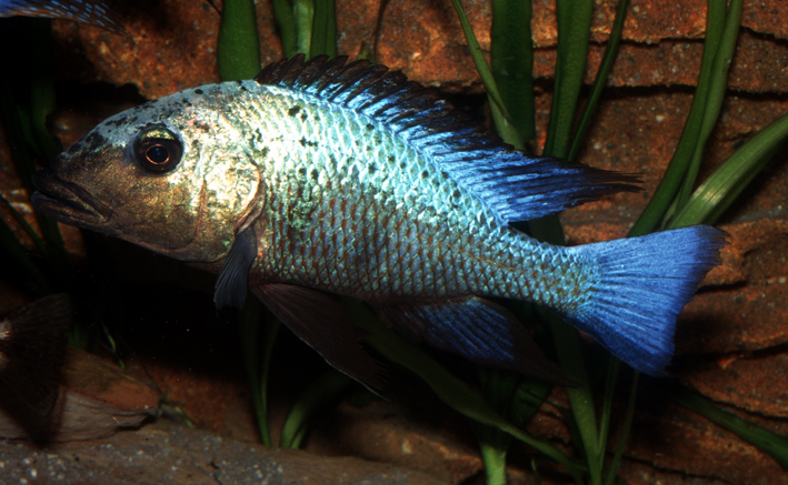 Fossorochromis rostratus