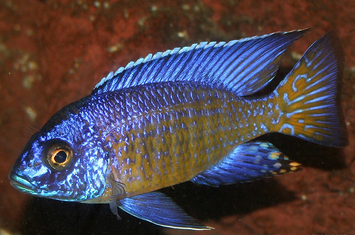 Aulonocara stuartgranti