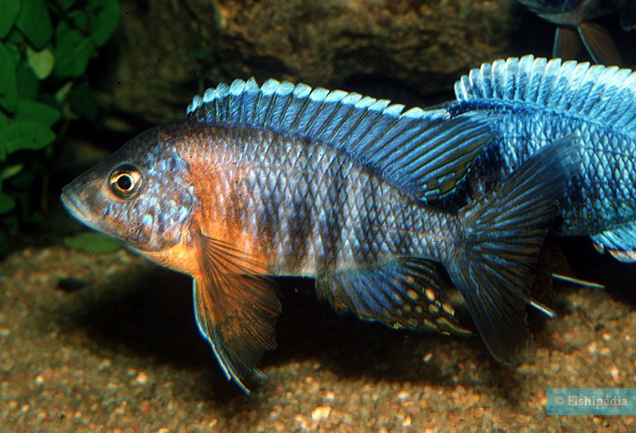 Aulonocara stuartgranti