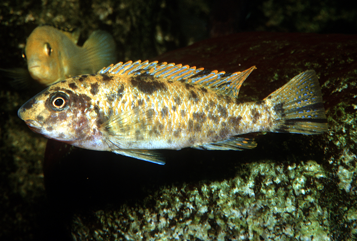 Labeotropheus trewavasae - scrapermouth mbuna